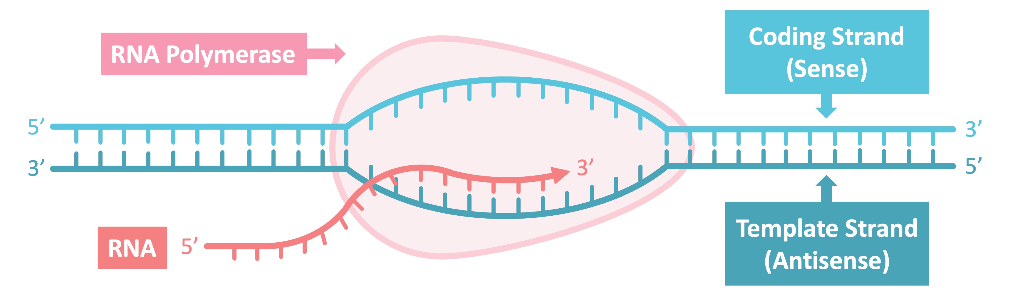 Antisense Rna Does Which Of The Following Transcription SL